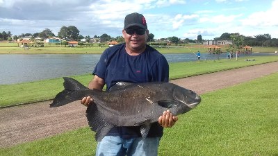 Sinopense fisga Tambaqui de 20 Kg na Pesca Liberada do Complexo dos Lagos de MatupÃ¡