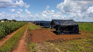 Sem-terras invadem fazenda de Silval Barbosa em Peixoto 