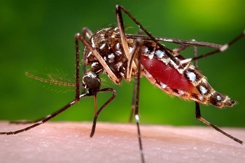 Casos de chikungunya tÃªm alta e quase dobram no 1Âº semestre em MT