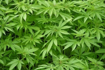 PM prende suspeito com pÃ©s de maconha no fundo de casa em MT