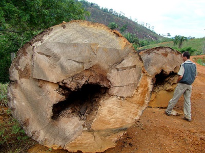 MT Ã© responsÃ¡vel por 60% da Ã¡rea desmatada na AmazÃ´nia Legal