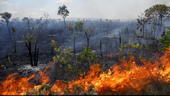 Estado e municÃ­pios identificam 57 ocorrÃªncias de incÃªndios florestais