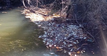 Milhares de peixes sÃ£o encontrados mortos em terra indÃ­gena e Funai envia cestas bÃ¡sicas