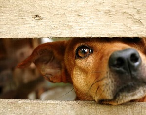 Mulher Ã© denunciada por deixar animais acorrentados, sem Ã¡gua e comida em MatupÃ¡