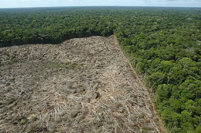 Estado reduz desmatamento em 15%