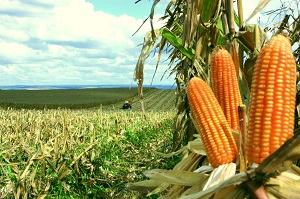 Venda antecipada da safrinha de milho chega a 37,7% da produÃ§Ã£o prevista