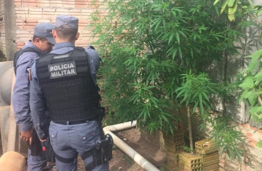 Homem cultivava pé de maconha em quintal da residência em Alta Floresta