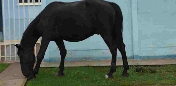 Cavalo Ã© flagrado usando tornozeleira eletrÃ´nica