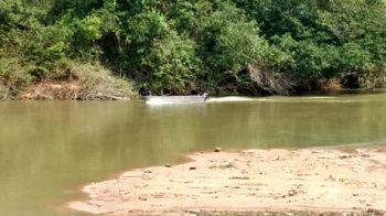 Homem pula em rio depois de ser atacado por abelhas 