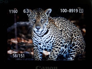 FotÃ³grafo desce rio CuiabÃ¡ com turistas, dÃ¡ de cara com onÃ§a pintada e faz a foto