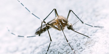 Em teste com roedores, vacinas experimentais contra zika conseguiram proteger fetos