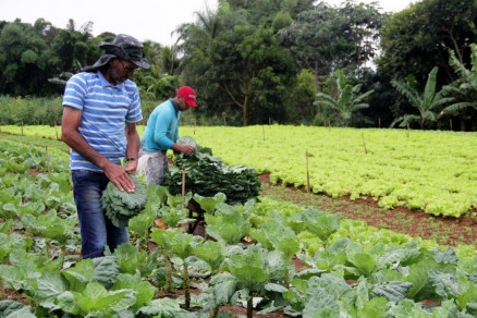 Governo divulga cotaÃ§Ã£o de preÃ§os da agricultura familiar