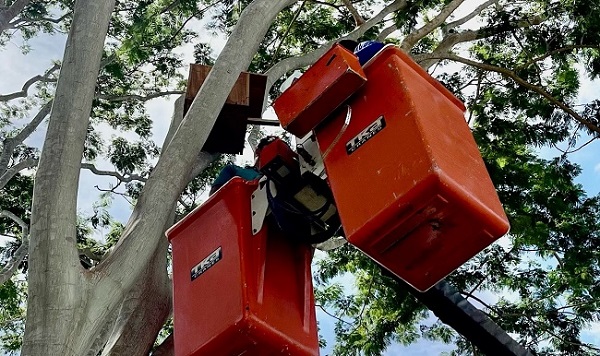 SEMMA Matupá promove ação e instala abrigos para aves em Matupá