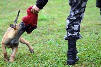 Bope comeÃ§a curso de emprego de cÃ£es em operaÃ§Ãµes policiais