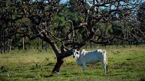 Sema e Embrapa abrem inscriÃ§Ãµes para curso sobre adequaÃ§Ã£o ambiental de propriedade rural