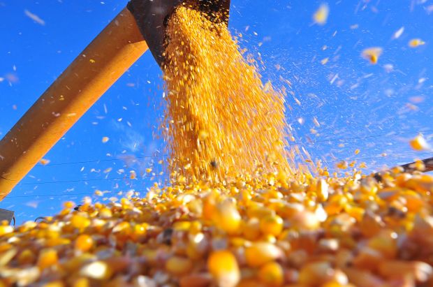 PreÃ§o do milho preocupa agricultores em Mato Grosso