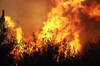 Bombeiros e moradores de Nova Mutum (MT) apagam incÃªndio em terreno